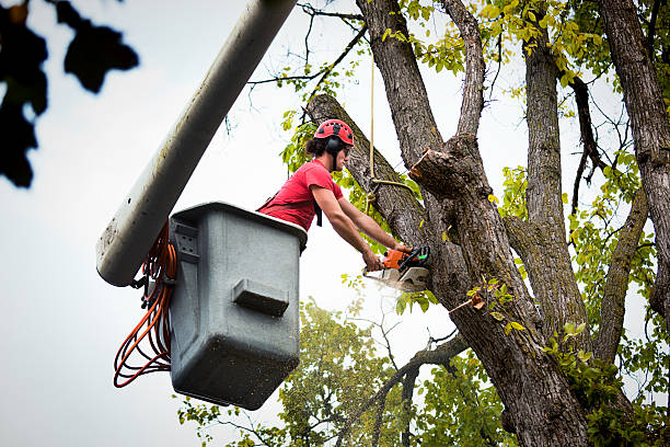 Best Tree Health Inspection  in Rialto, CA